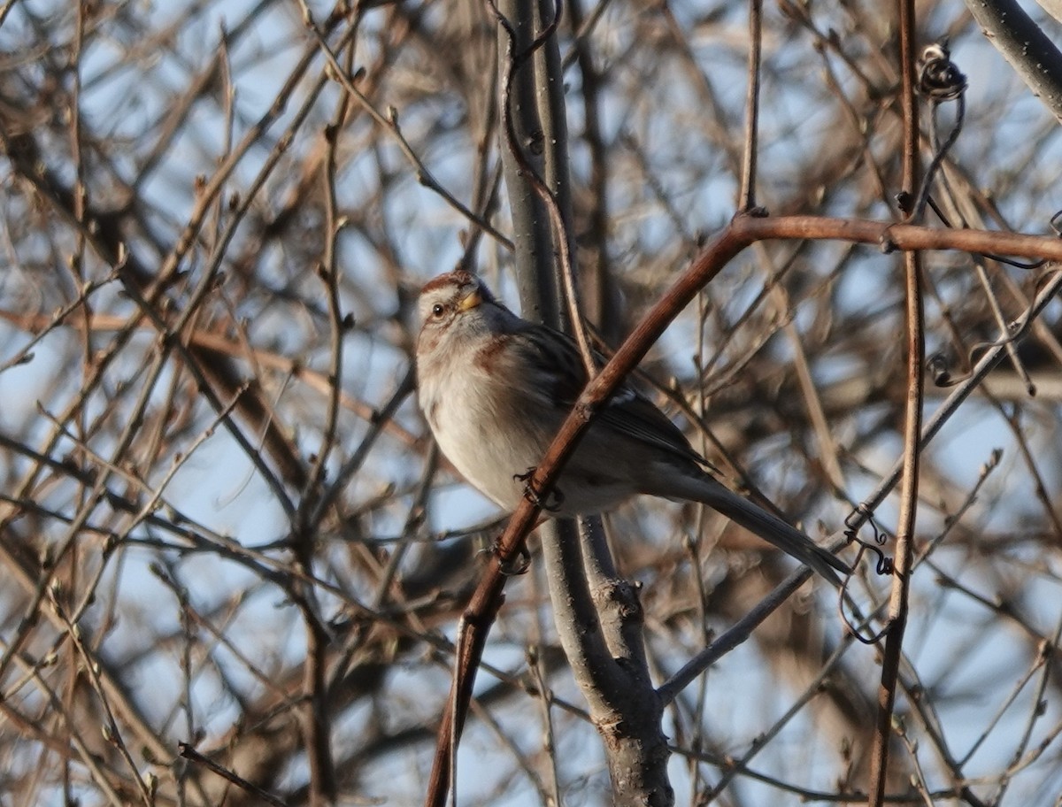 American Tree Sparrow - ML542465661