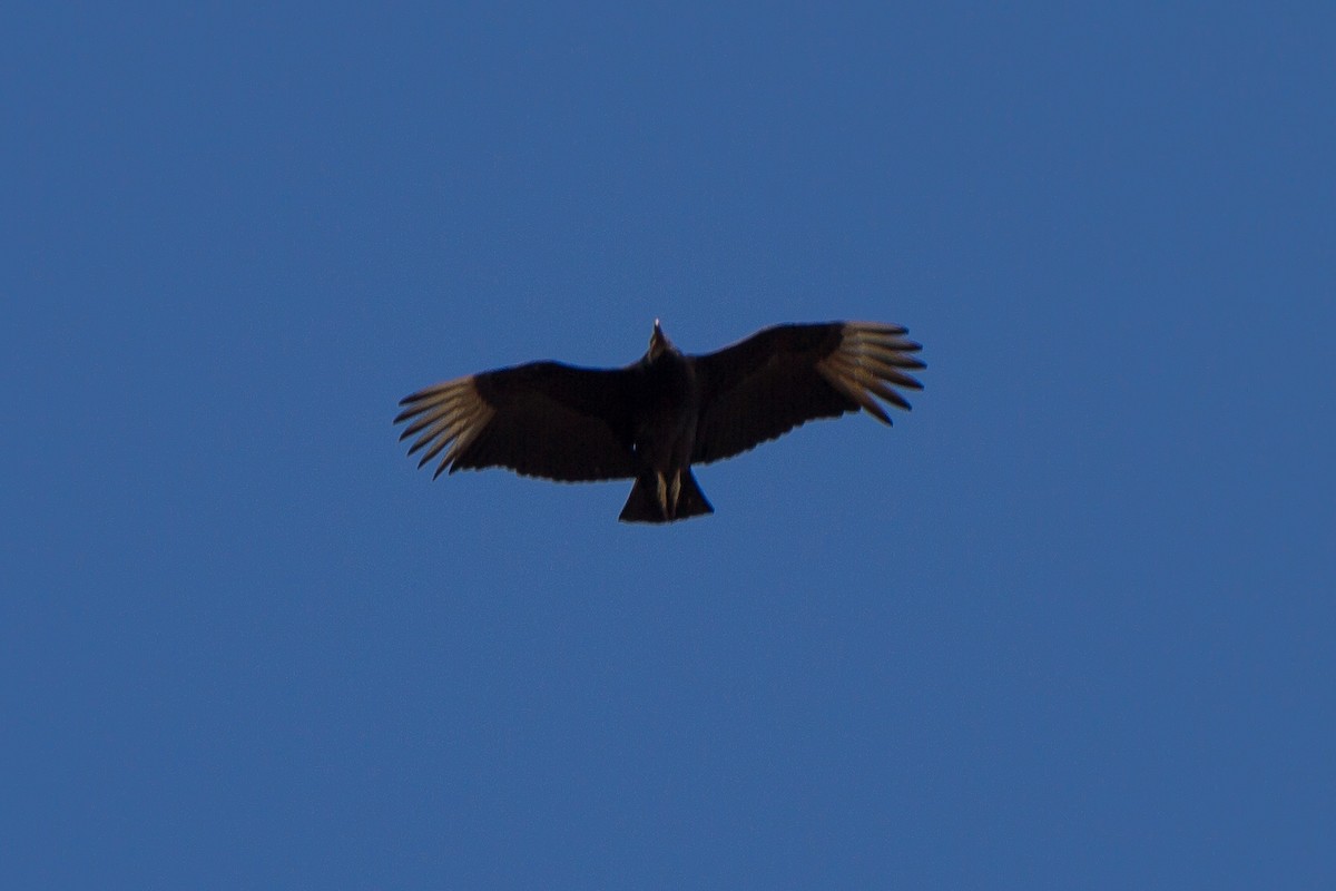 Black Vulture - ML542465751