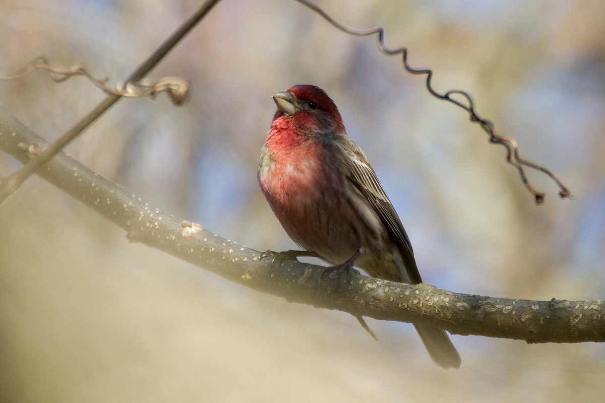 House Finch - Stella Tea