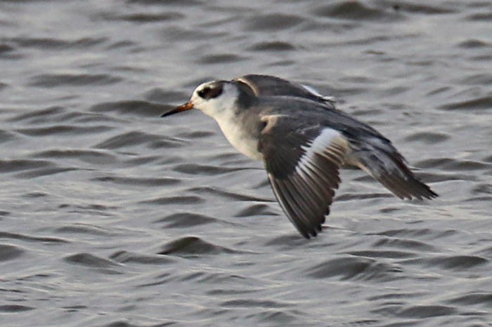 Red Phalarope - Tony Godfrey