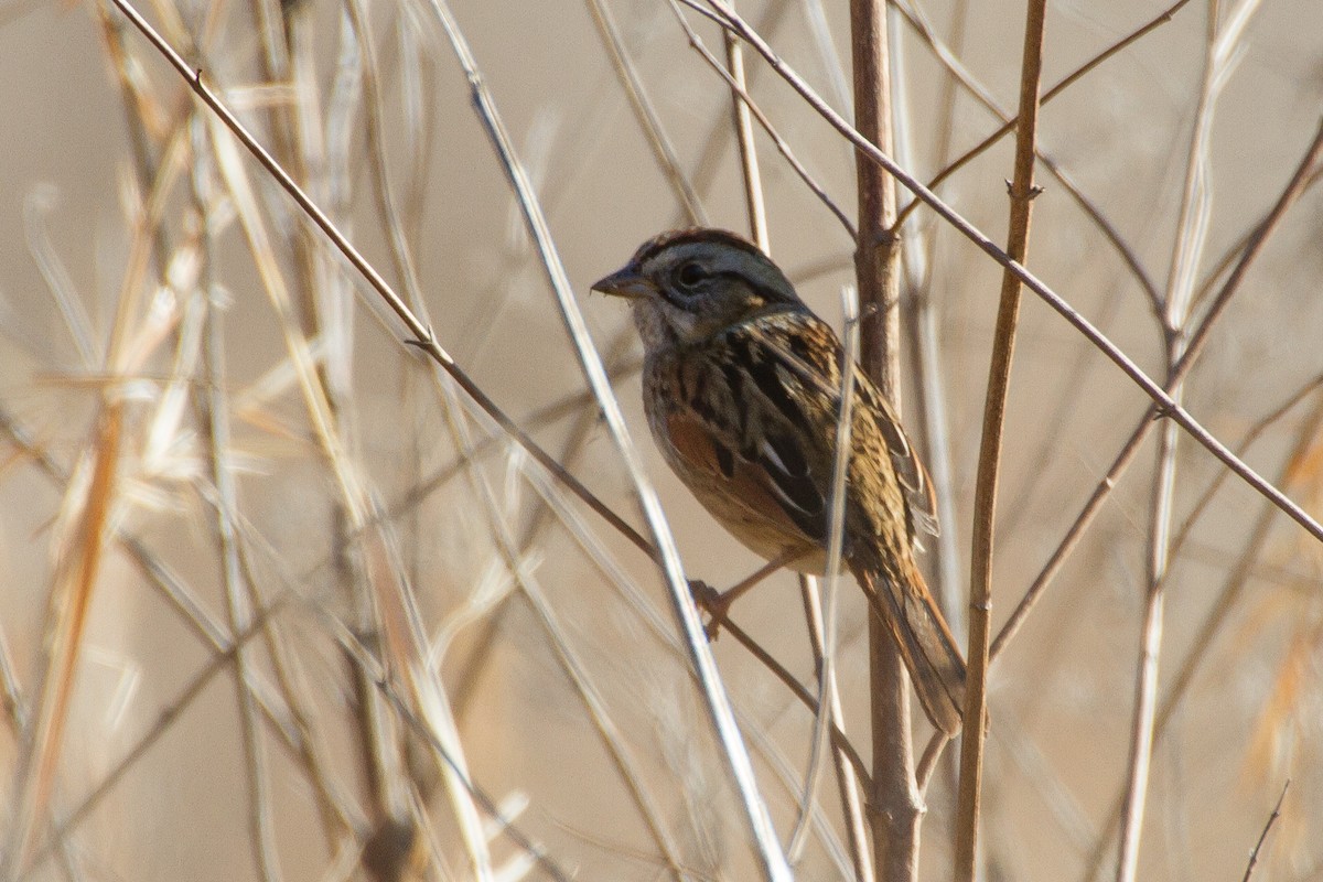 Swamp Sparrow - ML542466481