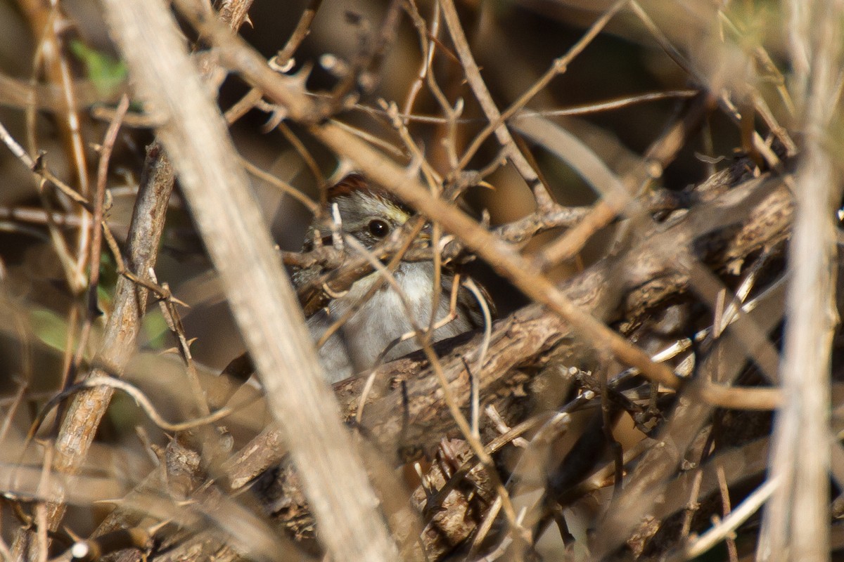 Swamp Sparrow - ML542466491