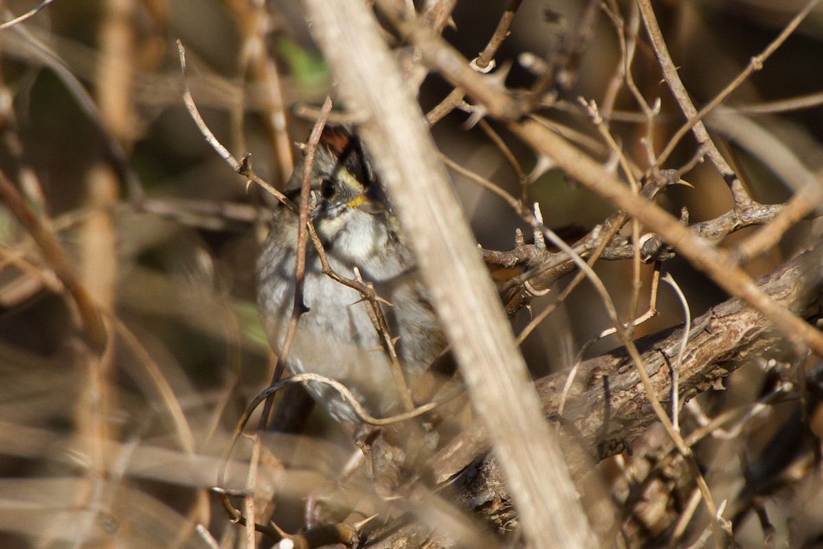 Swamp Sparrow - ML542466501