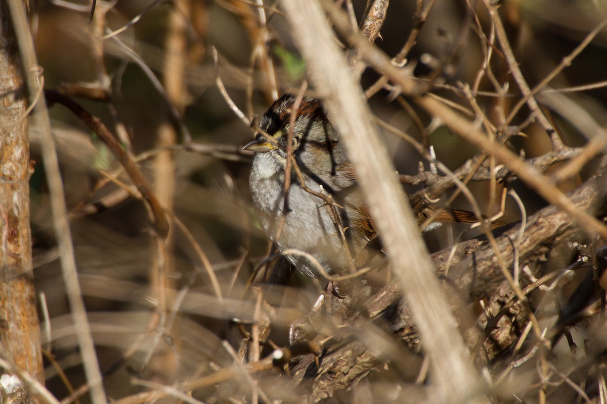 Swamp Sparrow - ML542466511