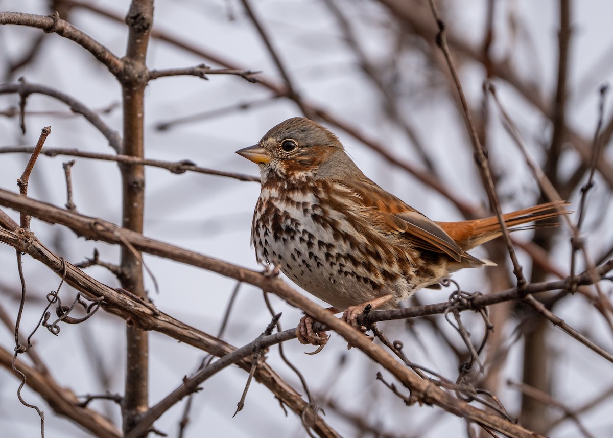 Fox Sparrow - ML542468231