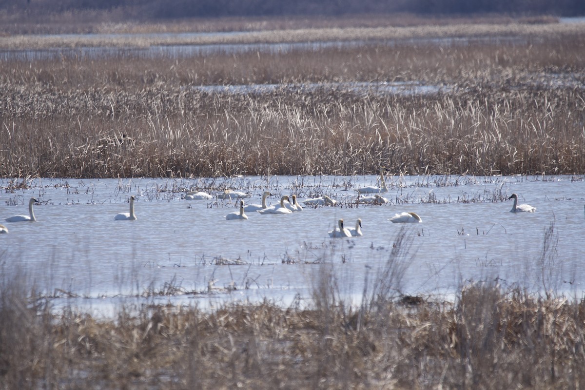 Tundra Swan - ML542469401