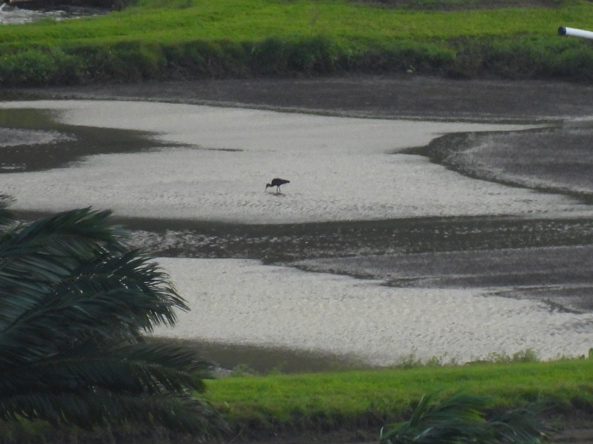 White-faced Ibis - Jeff&Jenn Joffray