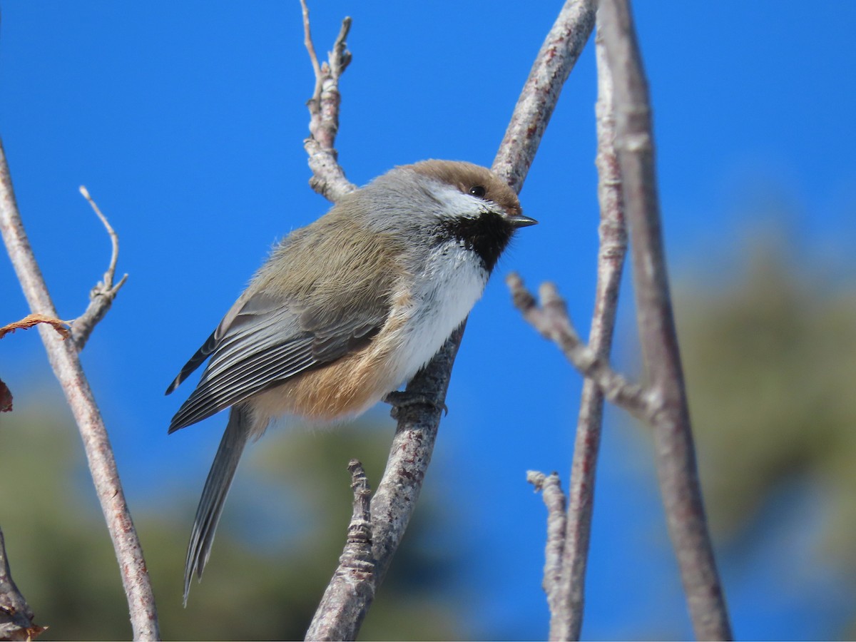 Boreal Chickadee - Laurie Koepke