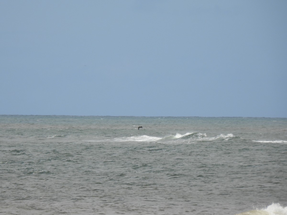 Wedge-tailed Shearwater - ML542470951