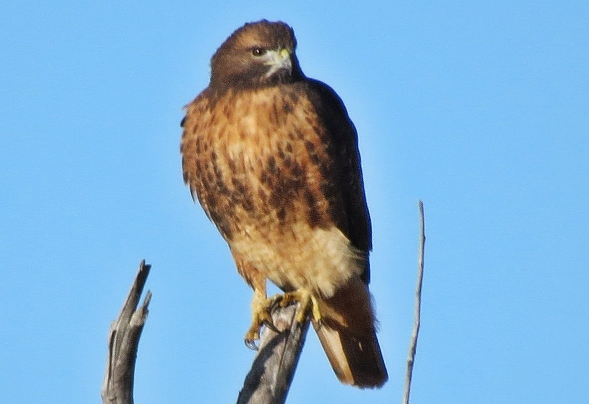 Red-tailed Hawk (calurus/alascensis) - ML542471241