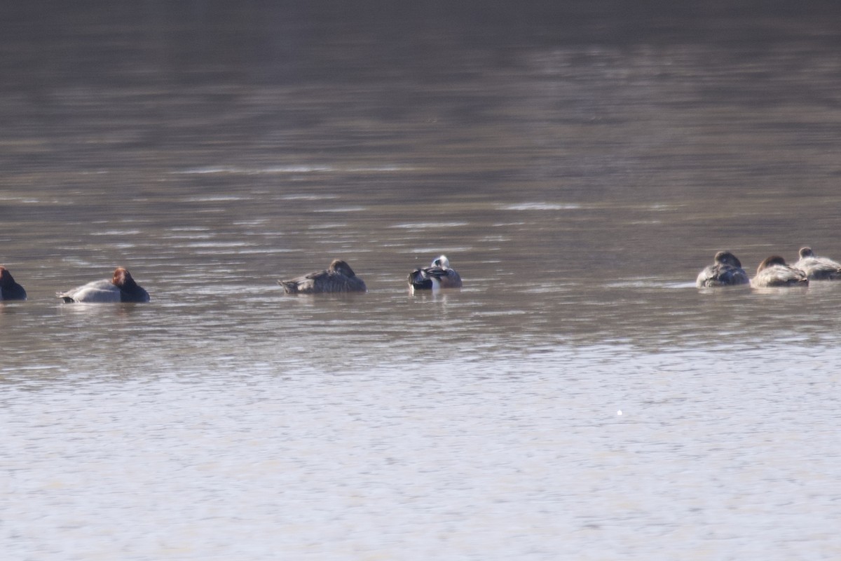 American Wigeon - Greg Hertler