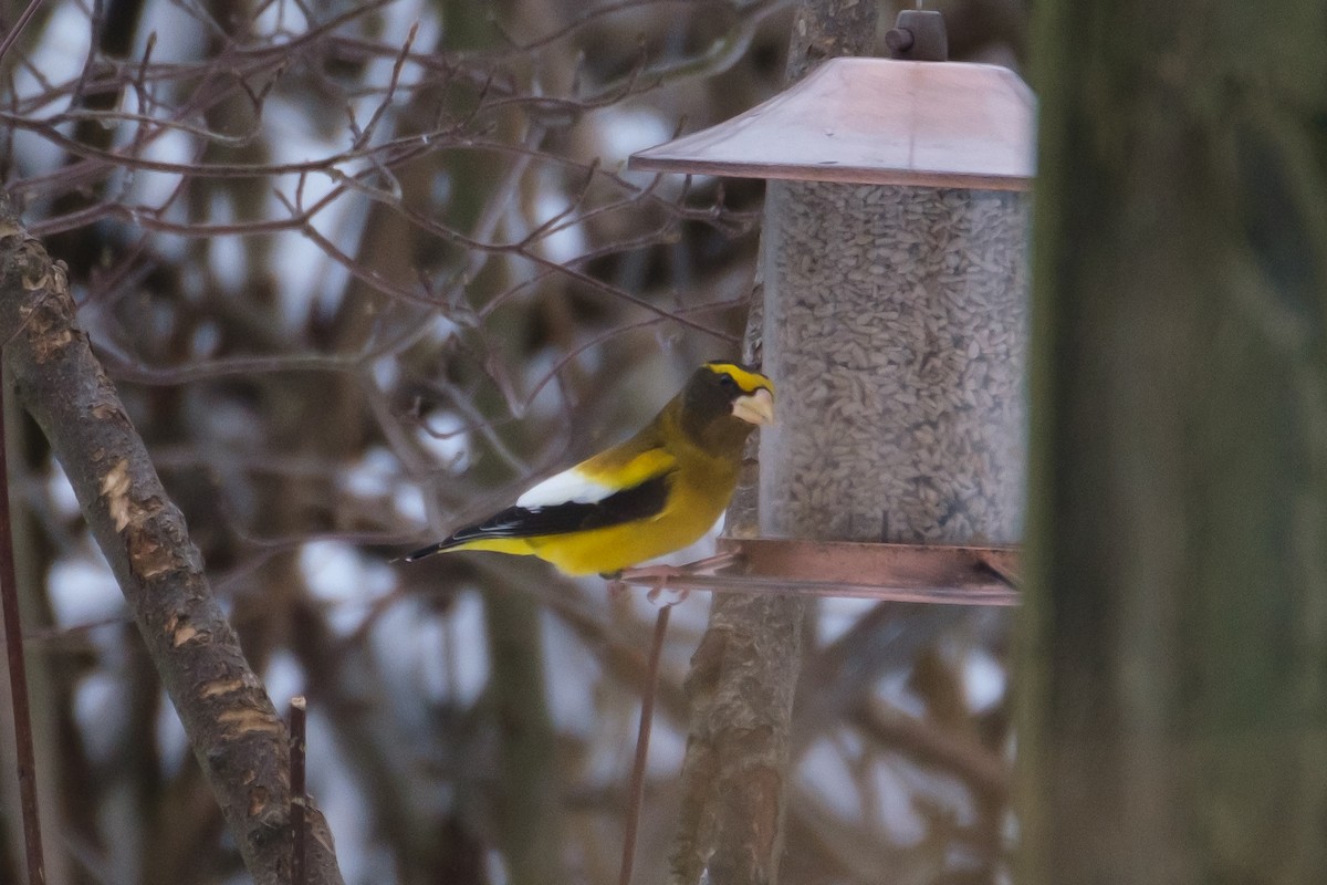 Evening Grosbeak (type 3) - ML542475061