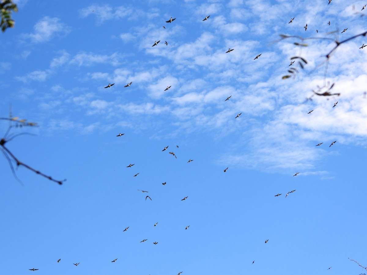 Tree Swallow - ML542475591