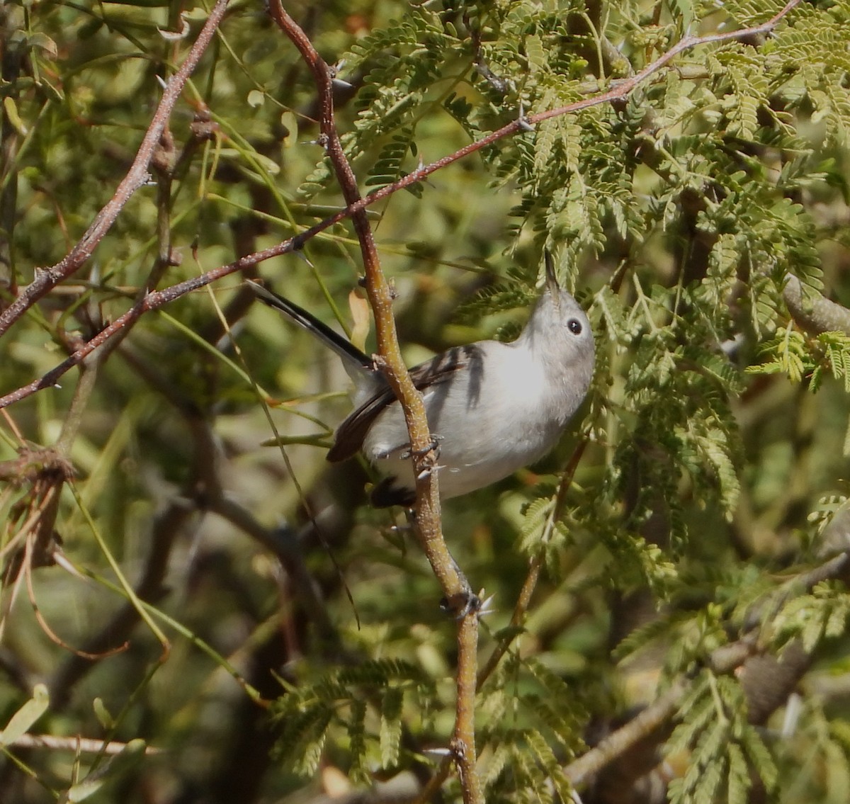 Gobemoucheron gris-bleu - ML542475801