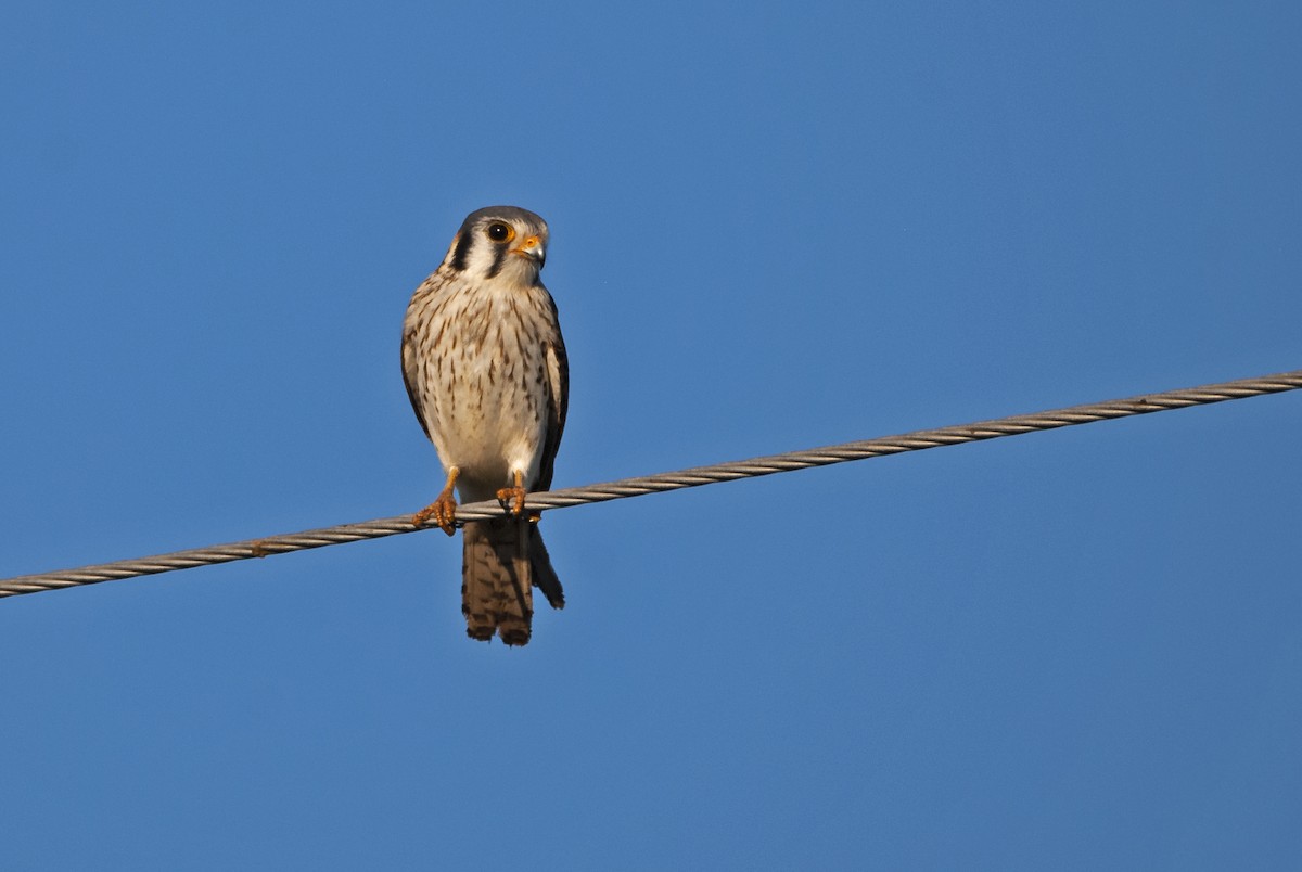 American Kestrel - ML542476091