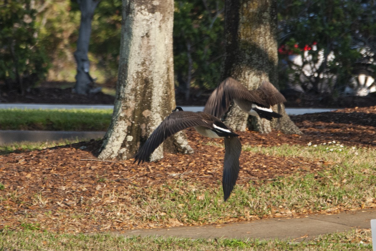 Canada Goose - ML542476551