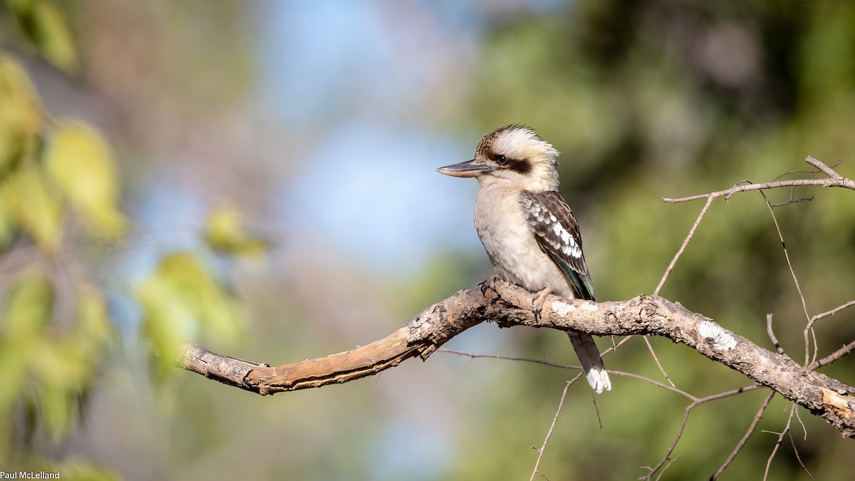 Laughing Kookaburra - ML542477141