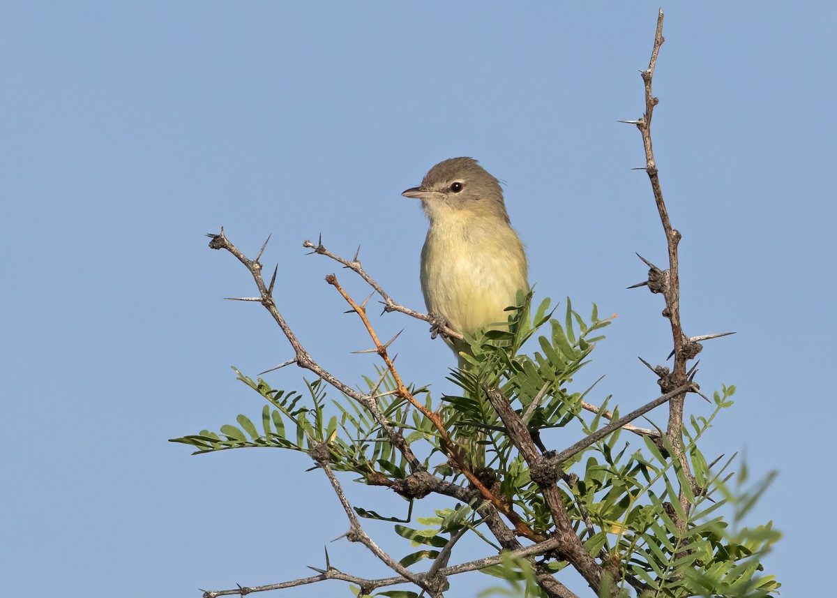 Bell's Vireo - ML542478101