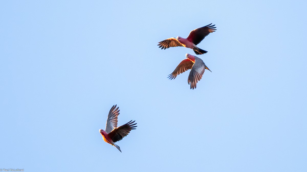 Cacatúa Galah - ML542478531