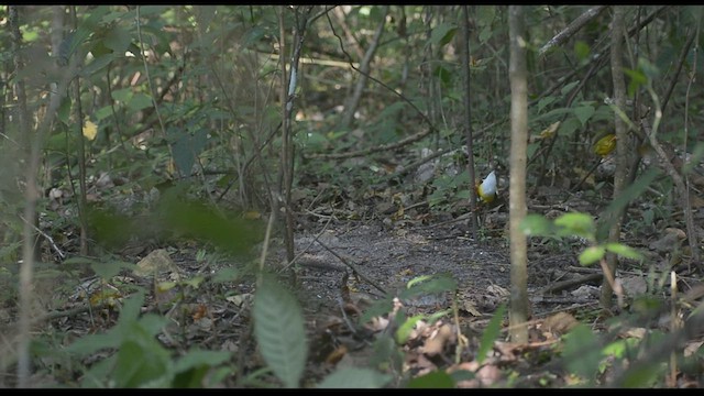 Manakin à col blanc - ML542479191