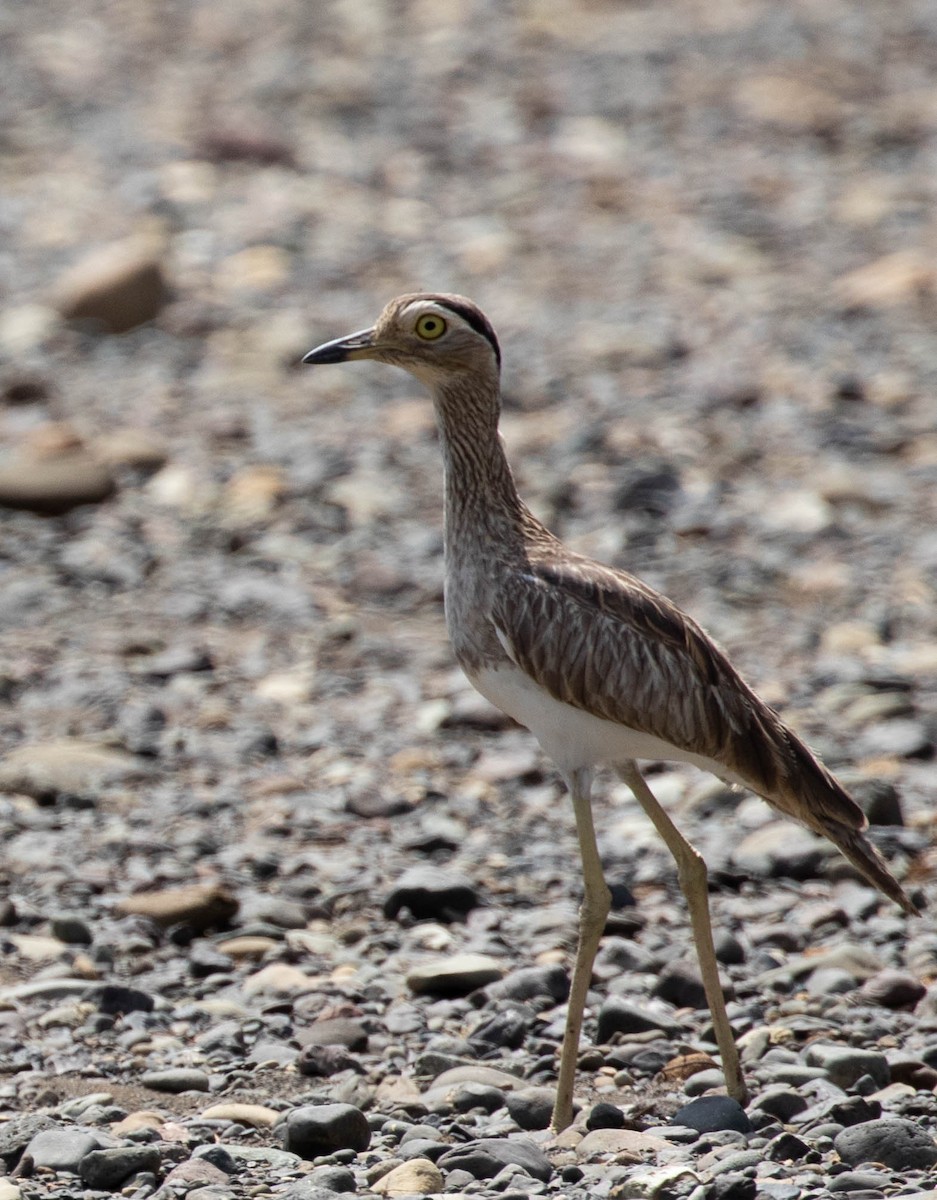 Double-striped Thick-knee - ML542479931