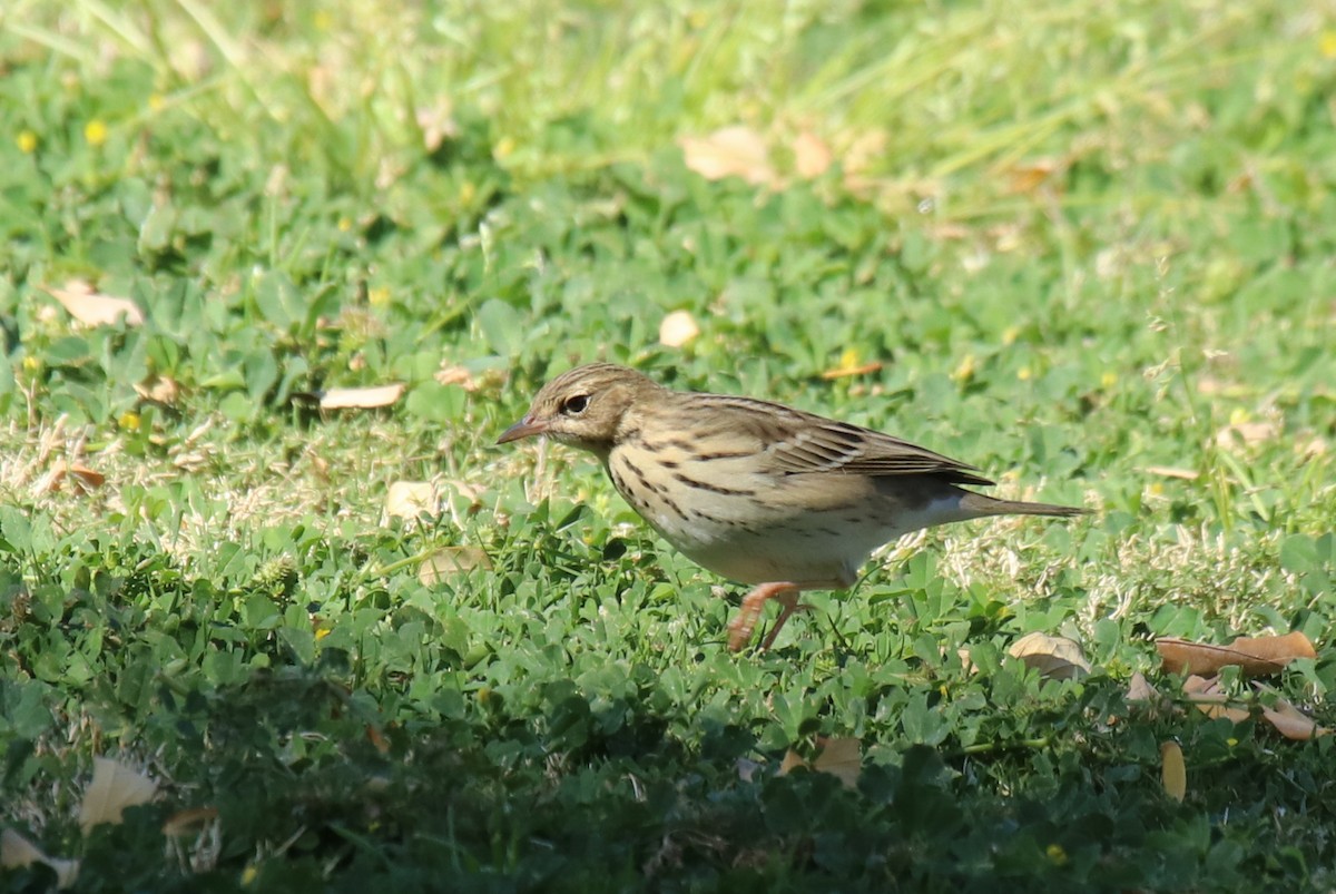 Tree Pipit - Anne Heyerly