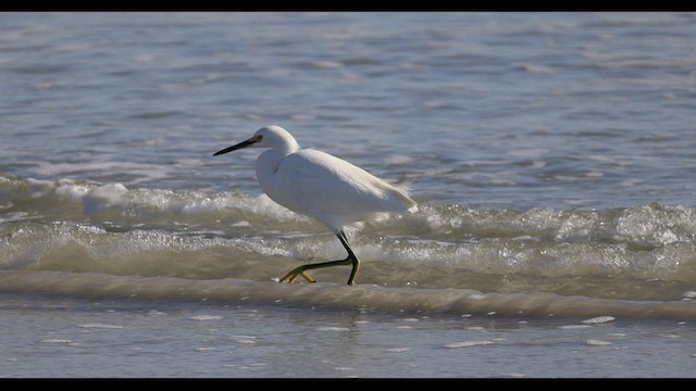 Snowy Egret - ML542481801