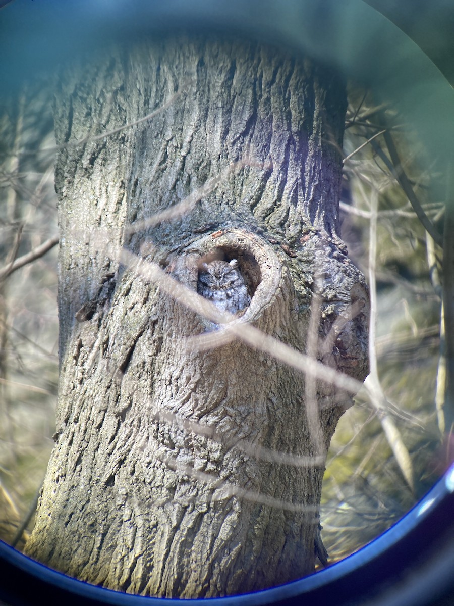 výreček americký - ML542481981