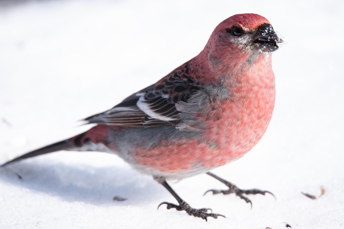 Pine Grosbeak - ML542484511