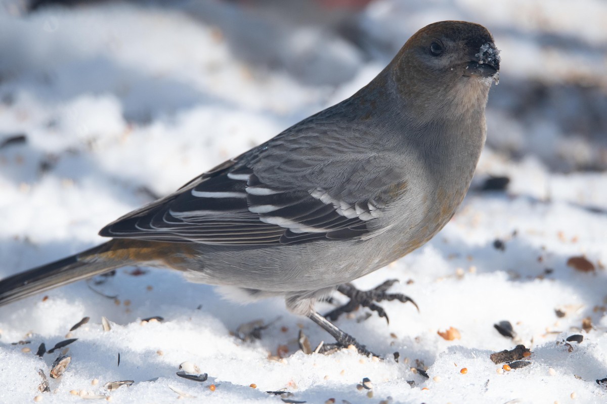 Pine Grosbeak - Luc Girard