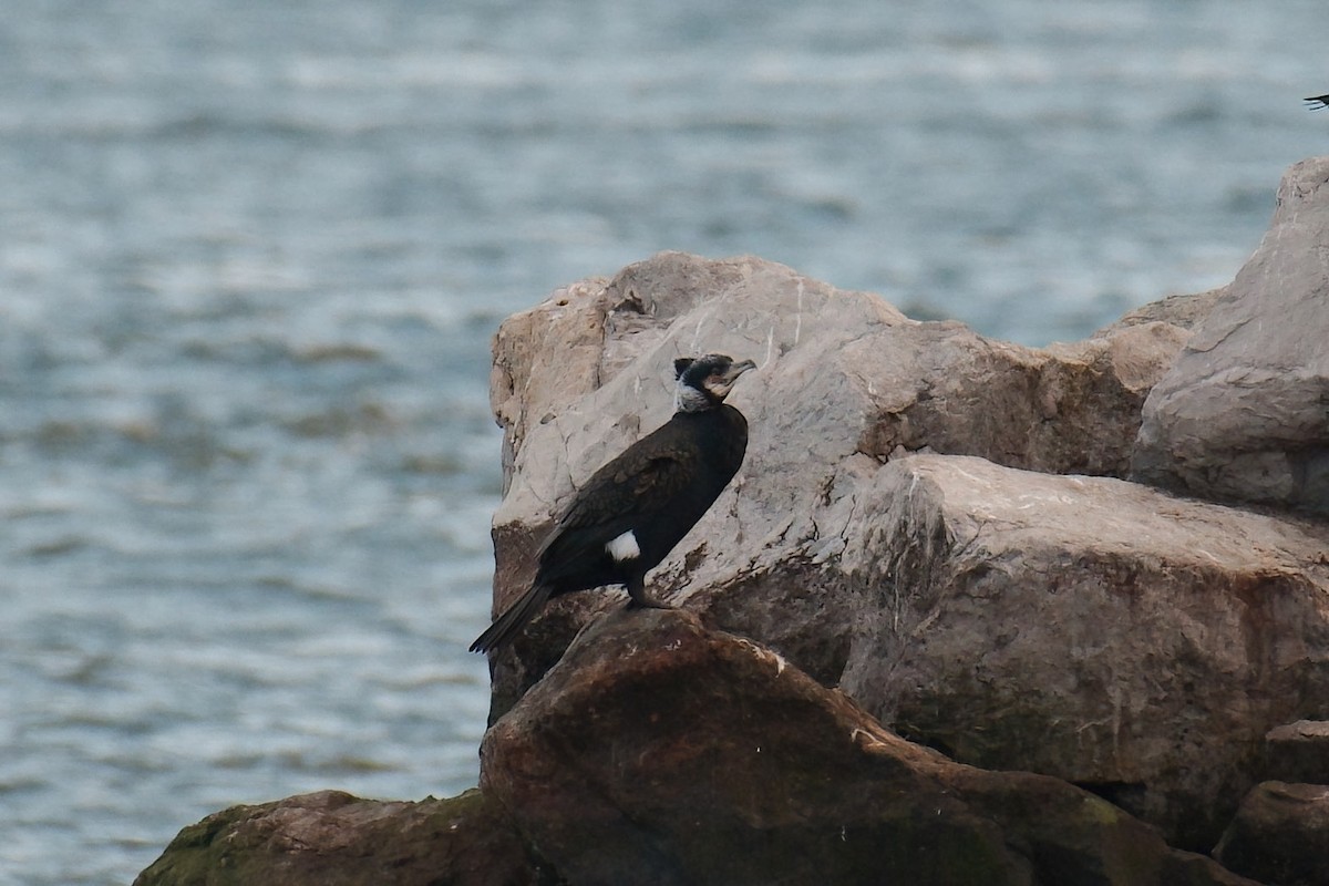 Great Cormorant - ML542484621