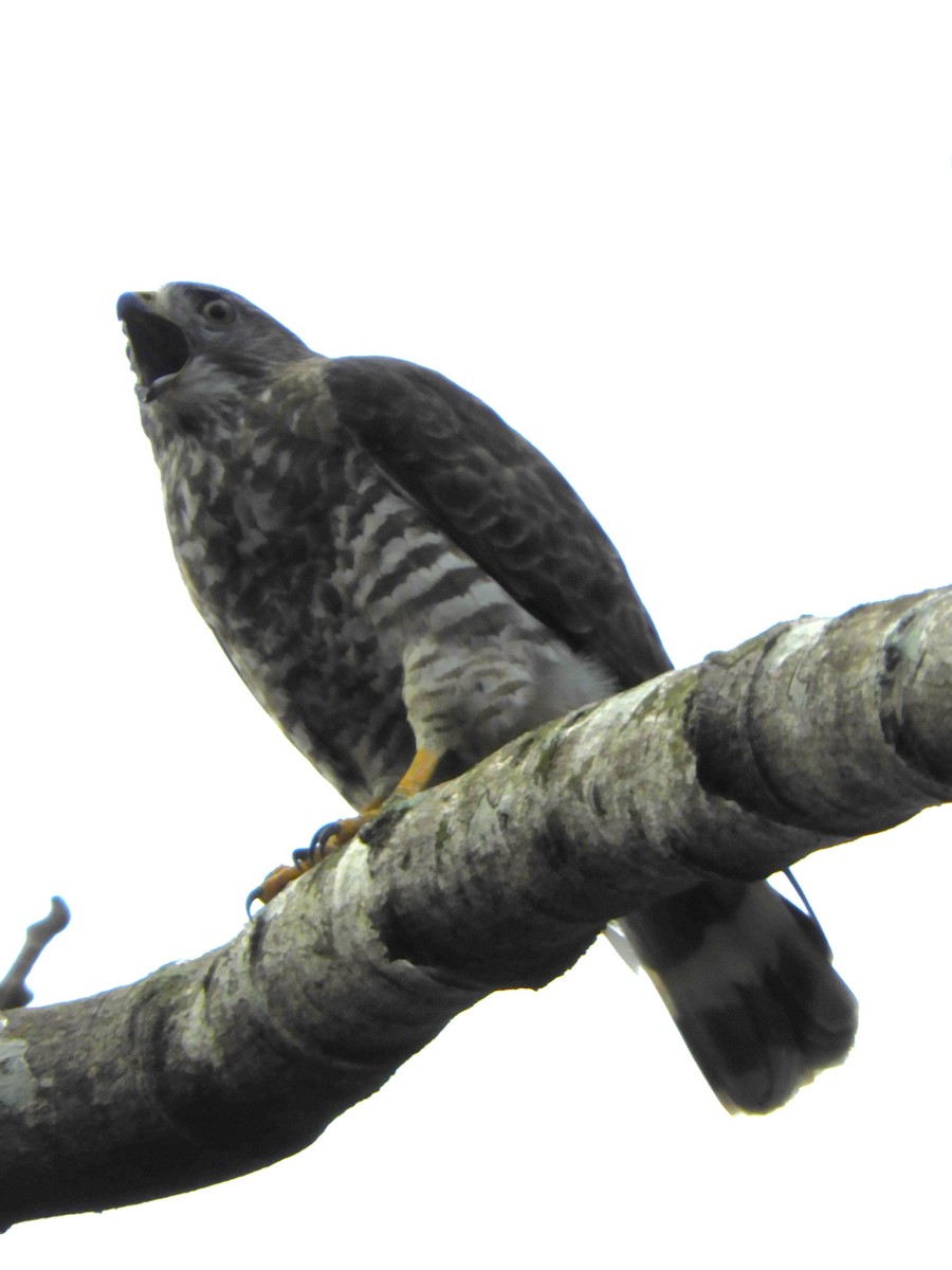 Broad-winged Hawk - Maria Corriols