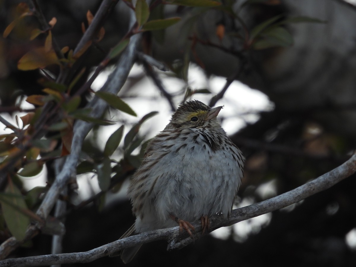 Savannah Sparrow - ML542485841