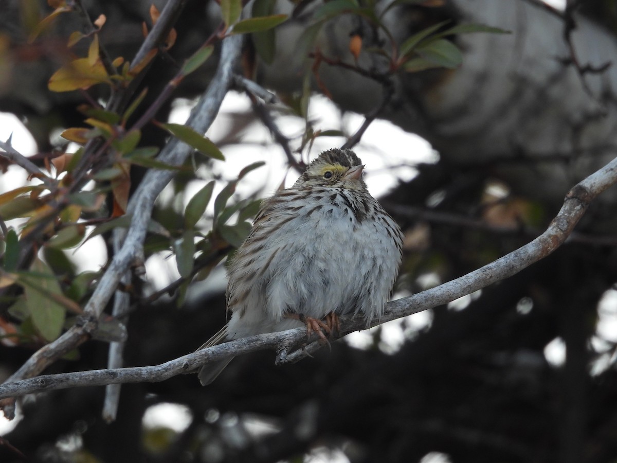 Savannah Sparrow - ML542485871