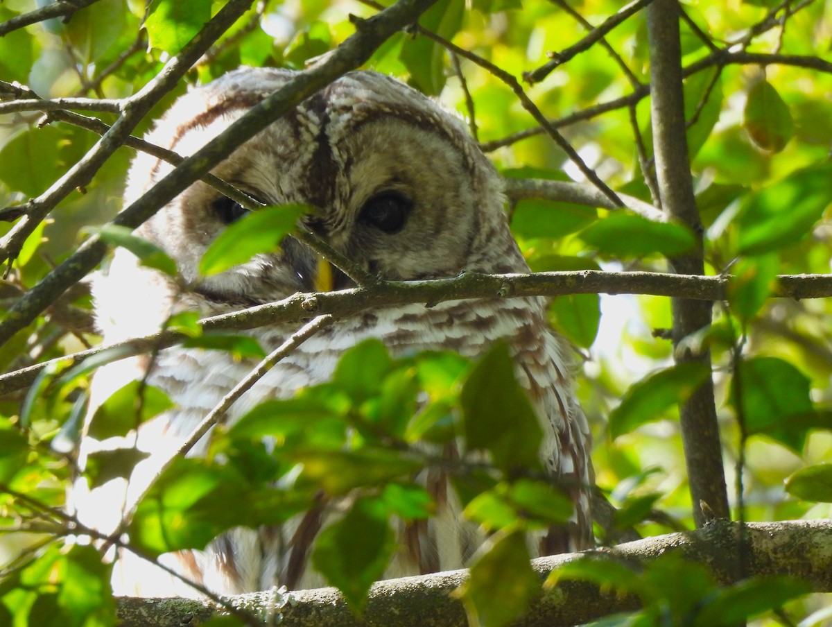 Barred Owl - ML542486981