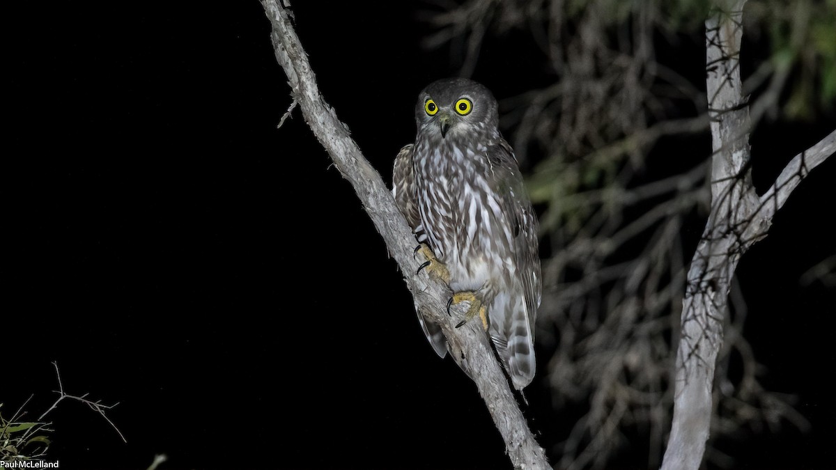 Barking Owl - paul mclelland