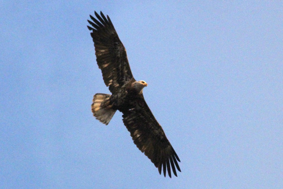 Bald Eagle - ML542490081