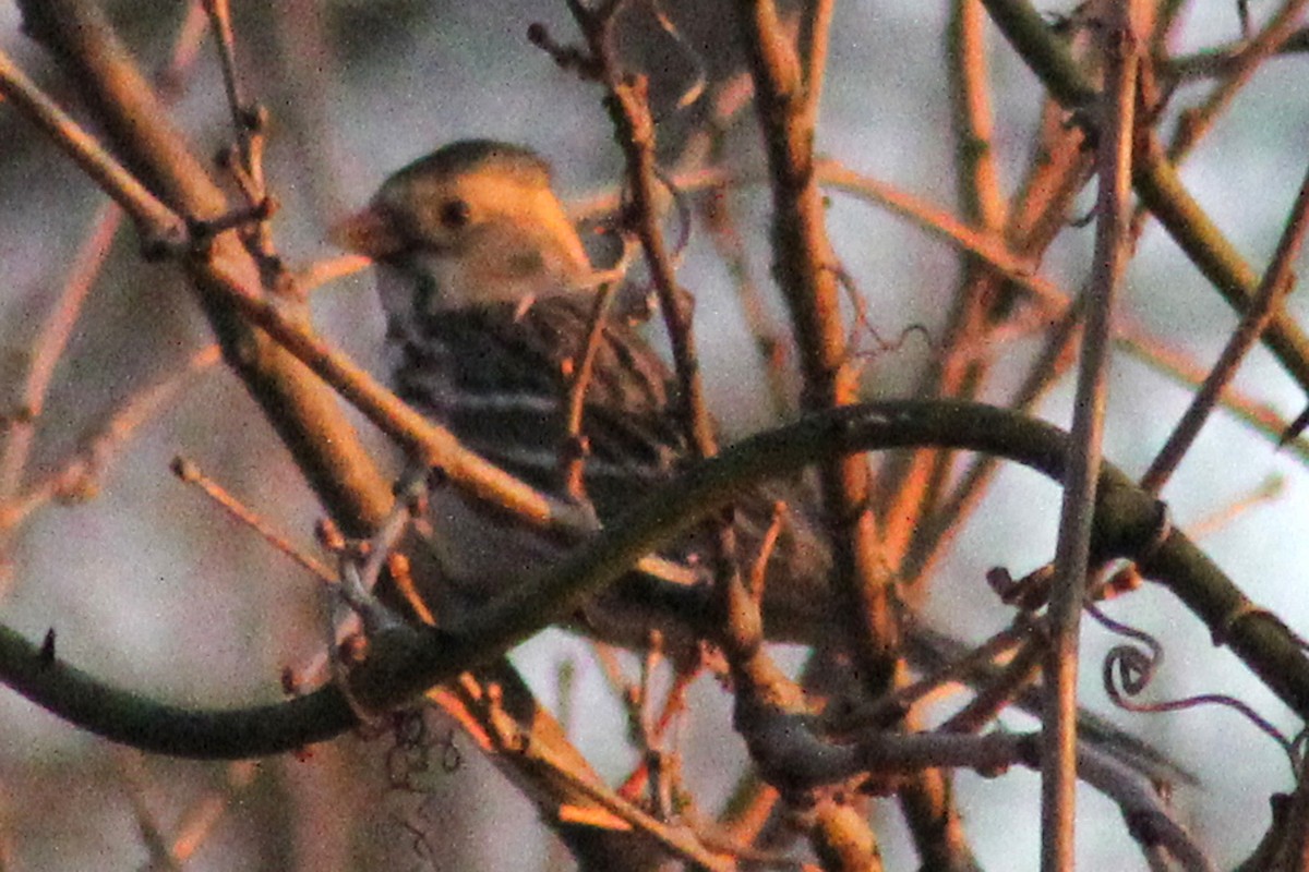 Harris's Sparrow - ML542490571