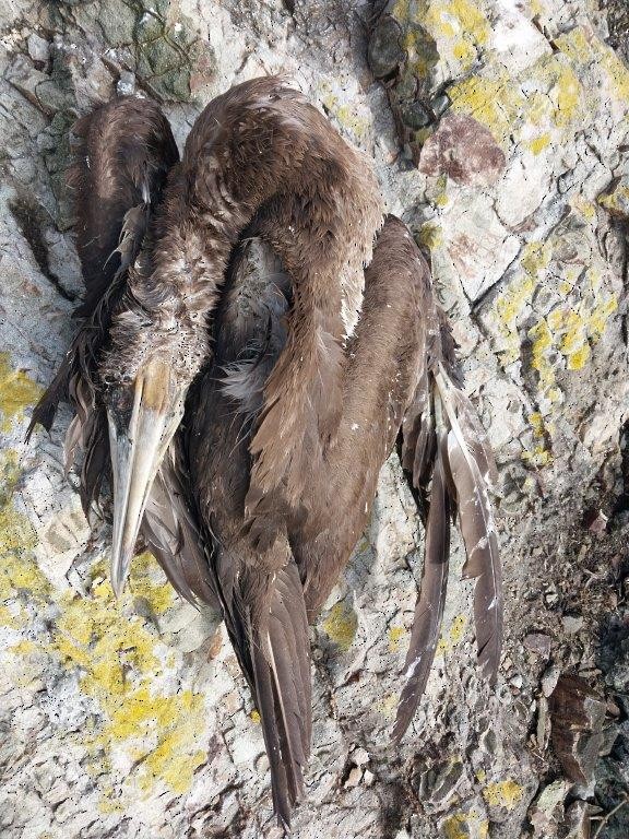 Brown Booby - ML542490761