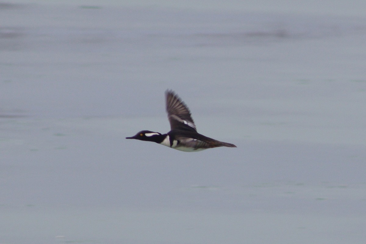 Hooded Merganser - ML542490841