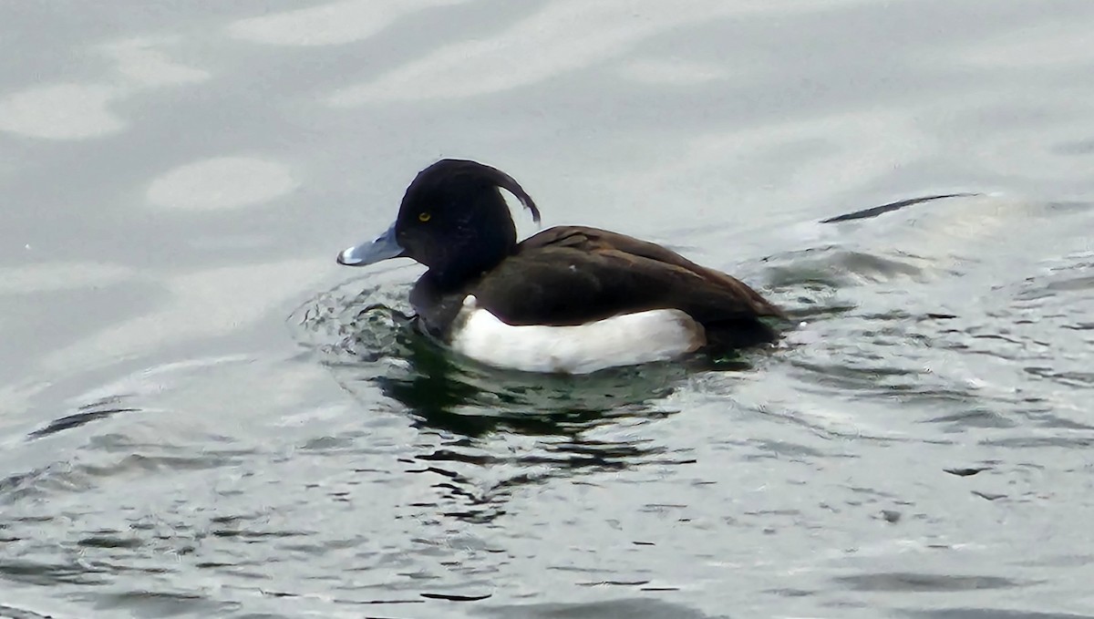 Tufted Duck - ML542490881