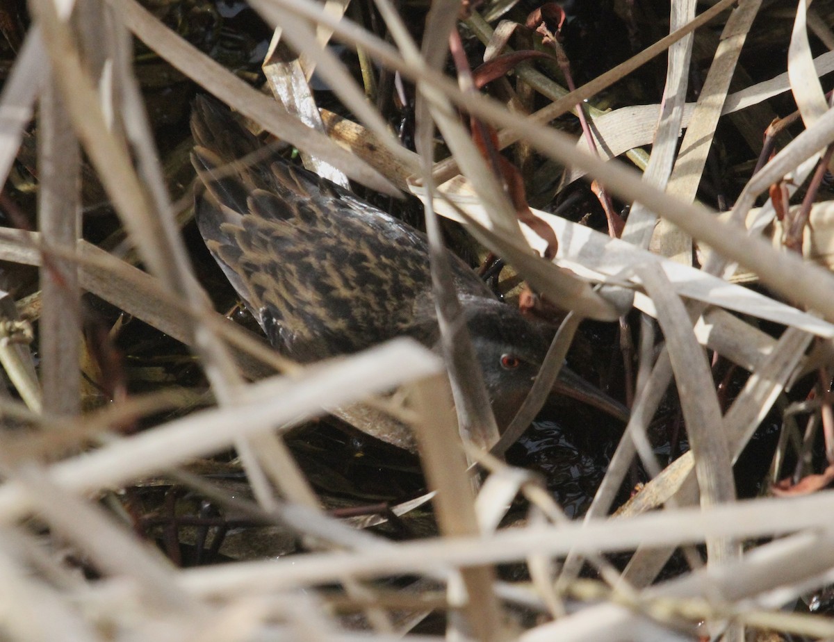 Virginia Rail - ML542492031