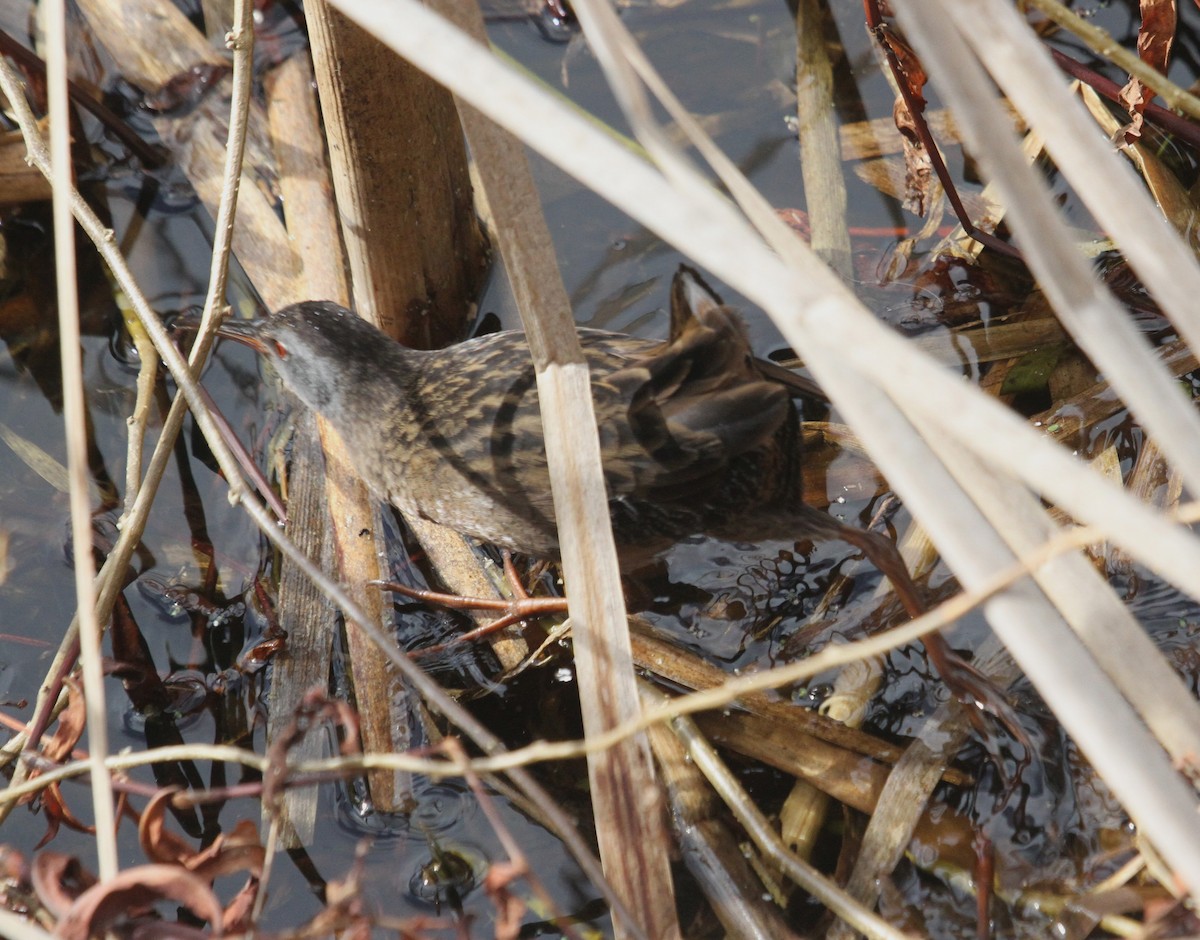 Virginia Rail - ML542492051