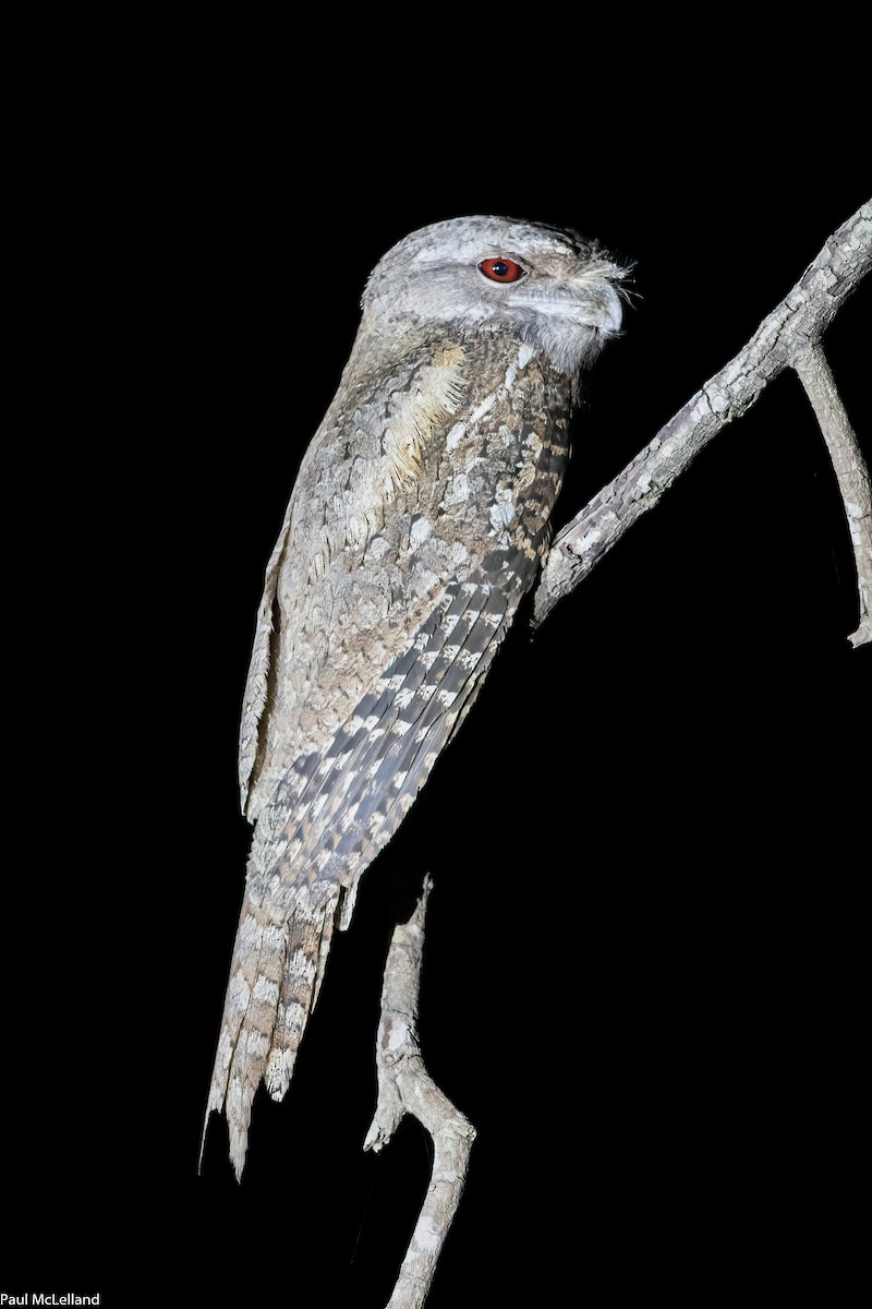 Papuan Frogmouth - paul mclelland