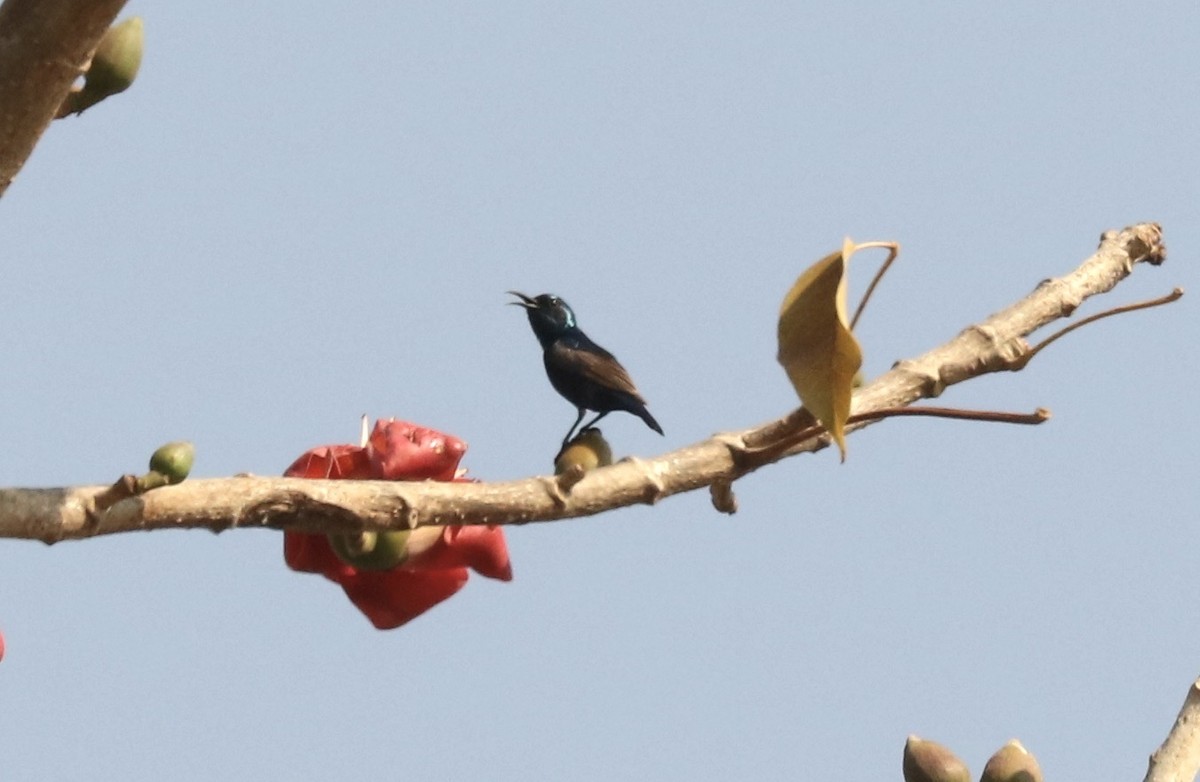 Purple Sunbird - John Bruin