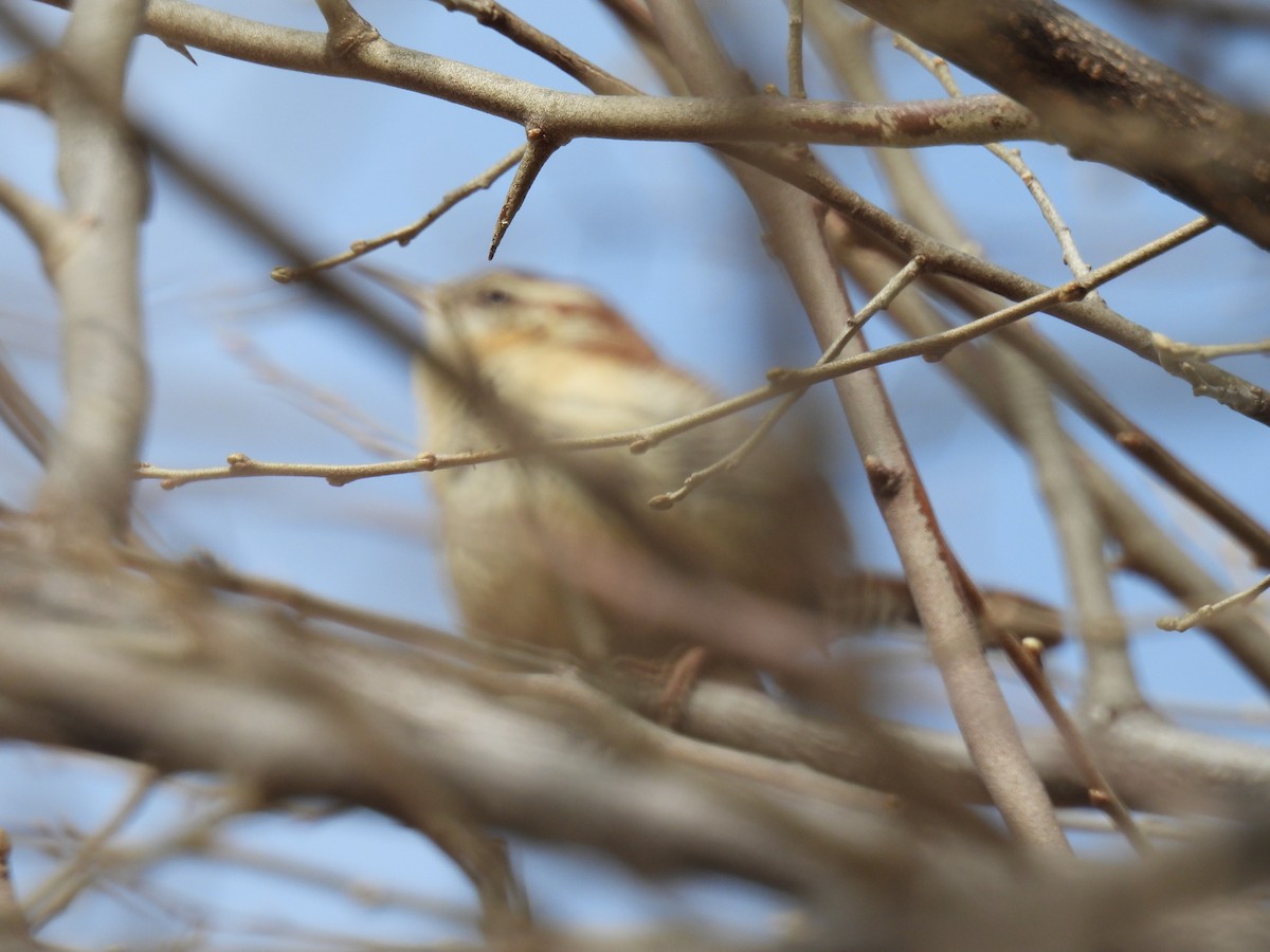 Carolina Wren - ML542493521