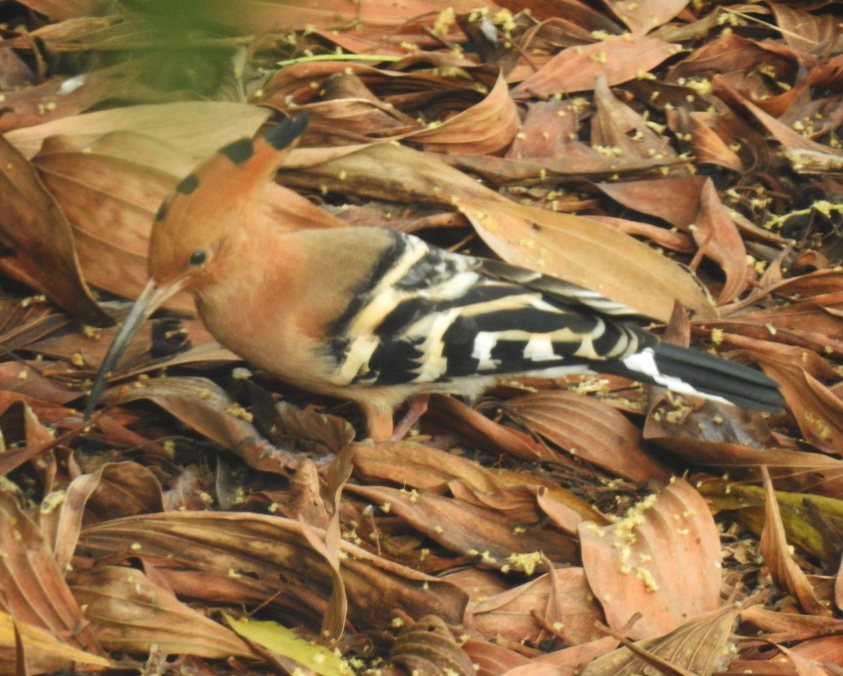 Eurasian Hoopoe - ML542493881