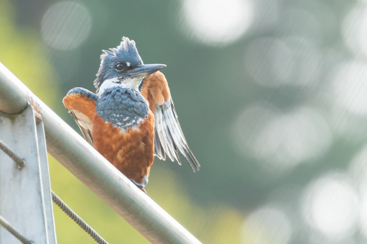 Ringed Kingfisher - ML542495381