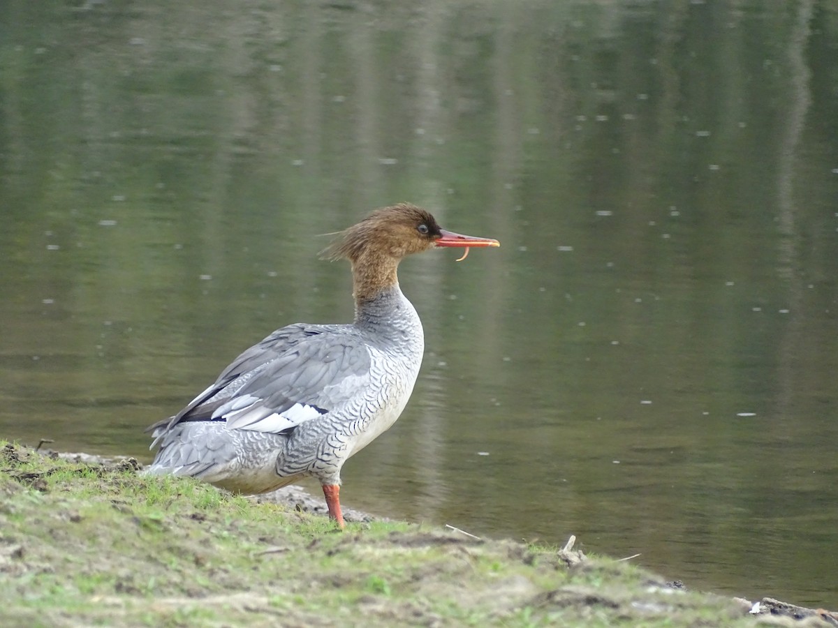 Scaly-sided Merganser - ML542496201