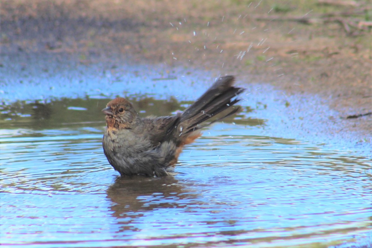 California Towhee - ML542496641